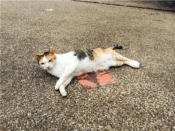 末日模拟游戏《灭绝之日》Steam页面开放 明年发售